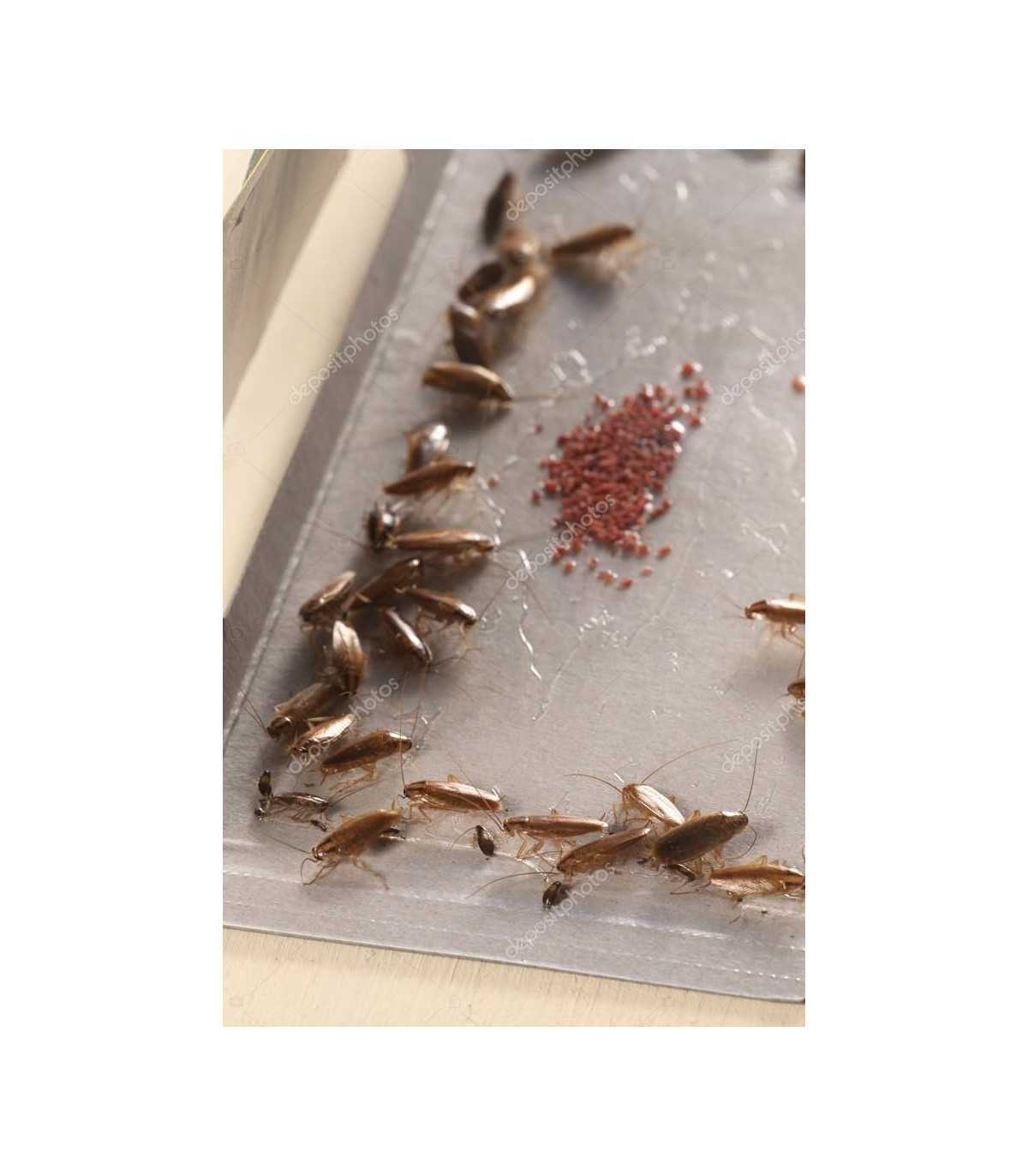 Anti Cockroach Product Sticky Cockroach Traps | Powerful Anti Cockroaches - 24 PCS