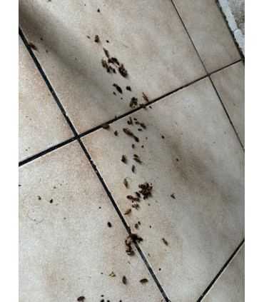 seringue, gel puissant, naturel, insectes rampants, écologique, maison propre