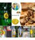 contrôle des parasites, extérieur, piège à guêpes, réutilisable, pratique, non