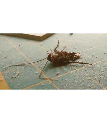 insectes, anti-cafards, protection, tranquillité, efficacité, maison saine