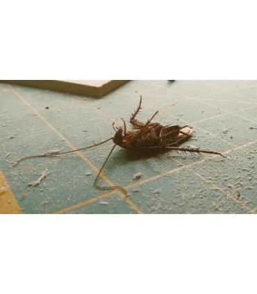 Discover our ultra-effective anti-cockroach insecticide product - 21 sachets